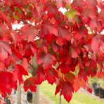 Javor freemanov (Acer Freemanii) JEFFERSRED ´AUTUMN BLAZE´® - výška 130-150 cm, C10L